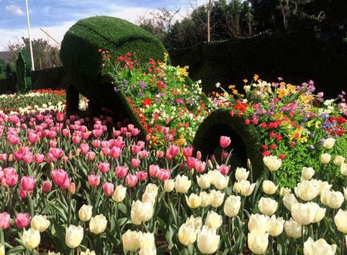 景區景觀五色草真植物雕塑批發價 四川雕塑廠專業定制